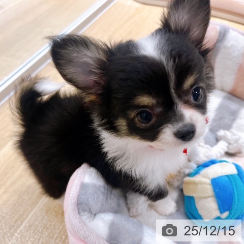 大阪府のチワワ(ロング) (ペットプラス イオン大日店/2025年10月15日生まれ/女の子/ブラックタンホワイト)の子犬の3枚目の画像