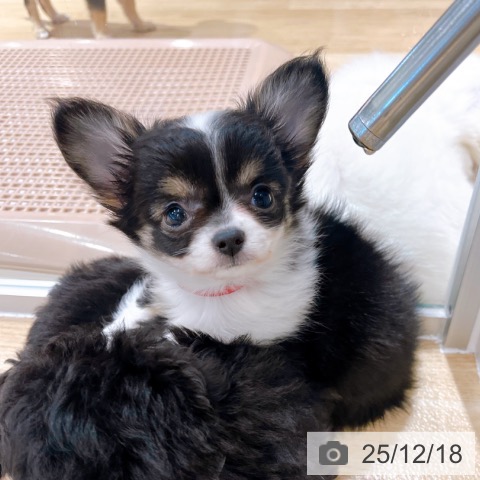 大阪府のチワワ(ロング) (ペットプラス イオン大日店/2025年10月15日生まれ/女の子/ブラックタンホワイト)の子犬の3枚目の画像