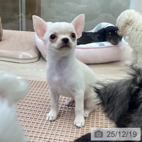 大阪府のチワワ(ロング) (ペットプラス ららぽーと和泉店/2025年10月16日生まれ/男の子/クリーム)の子犬の4枚目の画像