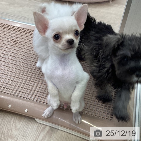 大阪府のチワワ(ロング) (ペットプラス ららぽーと和泉店/2025年10月16日生まれ/男の子/クリーム)の子犬の3枚目の画像