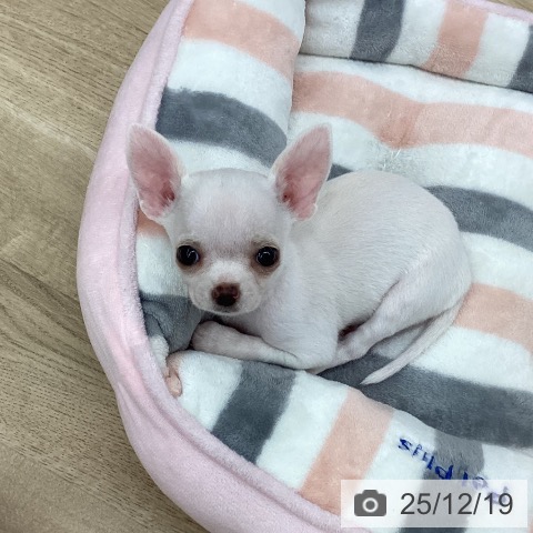 新潟県のチワワ(ロング) (ペットプラス 新潟南店/2025年10月16日生まれ/女の子/クリーム)の子犬の4枚目の画像