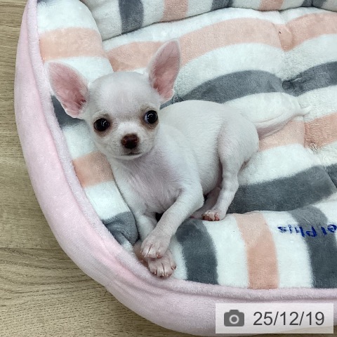 新潟県のチワワ(ロング) (ペットプラス 新潟南店/2025年10月16日生まれ/女の子/クリーム)の子犬の3枚目の画像