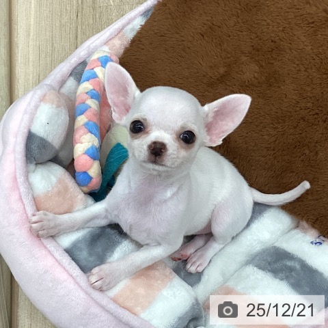 新潟県のチワワ(ロング) (ペットプラス 新潟南店/2025年10月16日生まれ/女の子/クリーム)の子犬の3枚目の画像