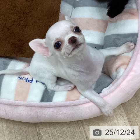 新潟県のチワワ(ロング) (ペットプラス 新潟南店/2025年10月16日生まれ/女の子/クリーム)の子犬の3枚目の画像