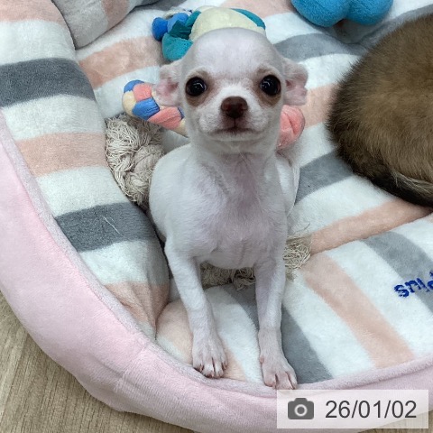 新潟県のチワワ(ロング) (ペットプラス 新潟南店/2025年10月16日生まれ/女の子/クリーム)の子犬の3枚目の画像