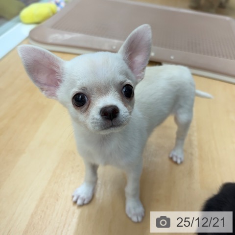 京都府のチワワ(ロング) (ペットプラス 醍醐店/2025年10月16日生まれ/女の子/クリーム)の子犬の4枚目の画像