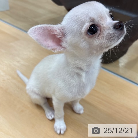 京都府のチワワ(ロング) (ペットプラス 醍醐店/2025年10月16日生まれ/女の子/クリーム)の子犬の3枚目の画像