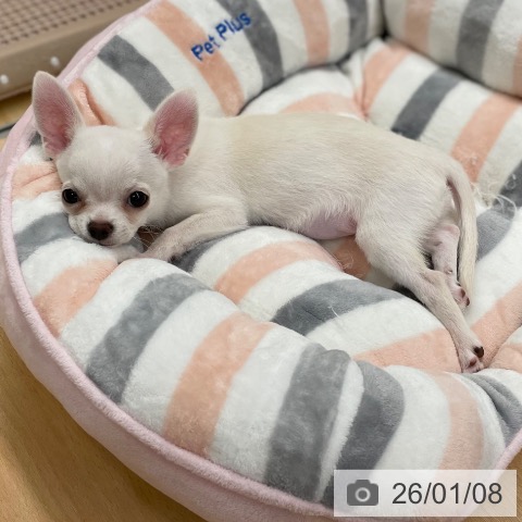 京都府のチワワ(ロング) (ペットプラス 醍醐店/2025年10月16日生まれ/女の子/クリーム)の子犬の3枚目の画像