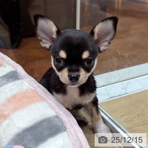 大阪府のチワワ(ロング) (ペットプラス 四條畷店/2025年10月16日生まれ/男の子/ブラックタンホワイト)の子犬の4枚目の画像