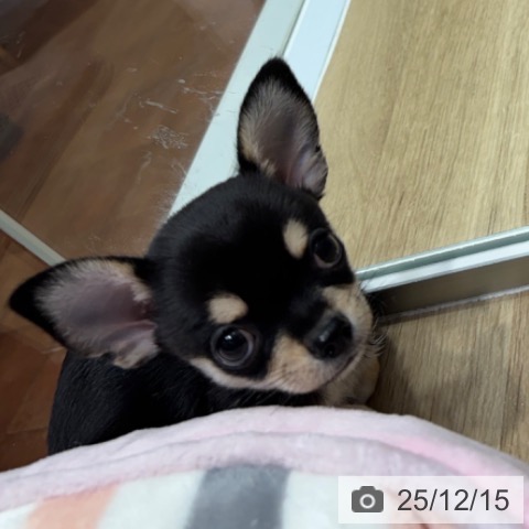 大阪府のチワワ(ロング) (ペットプラス 四條畷店/2025年10月16日生まれ/男の子/ブラックタンホワイト)の子犬の3枚目の画像