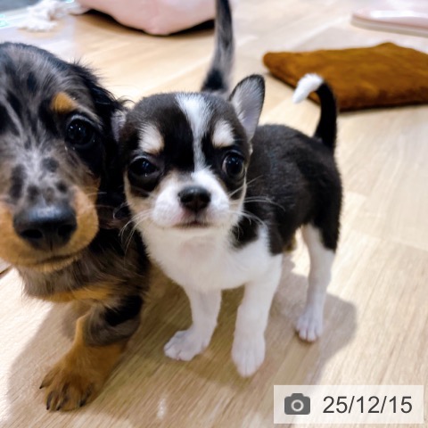 大阪府のチワワ(ロング) (ペットプラス イオン大日店/2025年10月16日生まれ/女の子/ブラックホワイト)の子犬の4枚目の画像