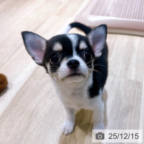 大阪府のチワワ(ロング) (ペットプラス イオン大日店/2025年10月16日生まれ/女の子/ブラックホワイト)の子犬の3枚目の画像