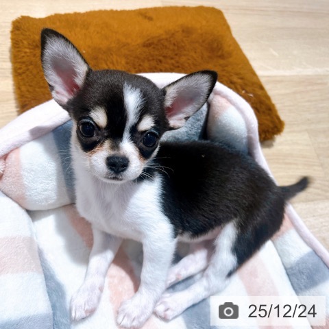 大阪府のチワワ(ロング) (ペットプラス イオン大日店/2025年10月16日生まれ/女の子/ブラックホワイト)の子犬の3枚目の画像