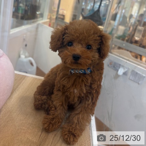 京都府のトイプードル(トイ) (ペットプラス イオンモールKYOTO店/2025年10月16日生まれ/男の子/レッドフォーン)の子犬の3枚目の画像