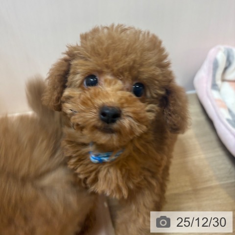 京都府のトイプードル(トイ) (ペットプラス イオンモールKYOTO店/2025年10月16日生まれ/男の子/レッドフォーン)の子犬の3枚目の画像