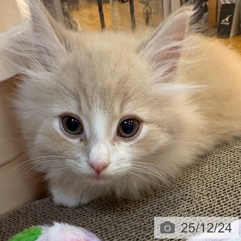 京都府のノルウェージャンフォレストキャット (ペットプラス イオンモールKYOTO店/2025年9月13日生まれ/男の子/クリームホワイト)の子猫の4枚目の画像