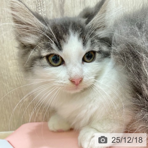 ノルウェージャンフォレストキャットの写真