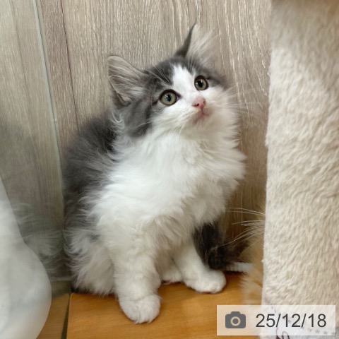 ノルウェージャンフォレストキャットの写真