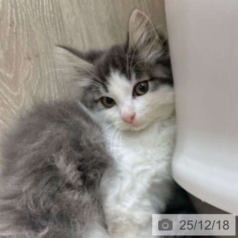 ノルウェージャンフォレストキャットの写真