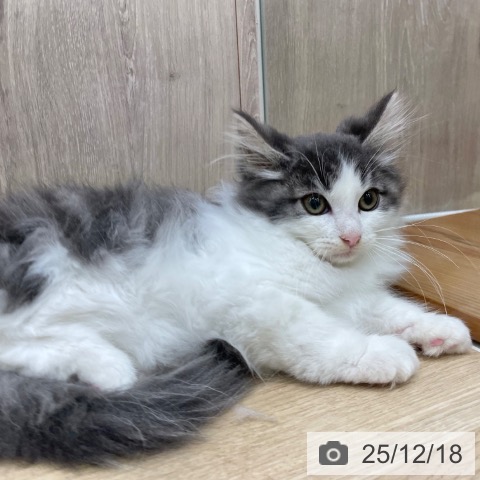 ノルウェージャンフォレストキャットの写真