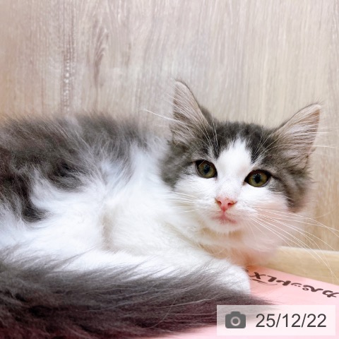 大阪府のノルウェージャンフォレストキャット (ペットプラス イオン大日店/2025年10月10日生まれ/男の子/ブルータビーホワイト)の子猫の3枚目の画像