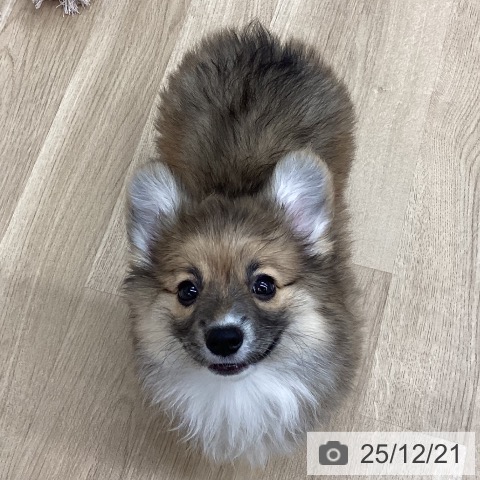 新潟県のウェルシュコーギーペンブローク (ペットプラス 新潟南店/2025年10月14日生まれ/女の子/レッドホワイト)の子犬の4枚目の画像