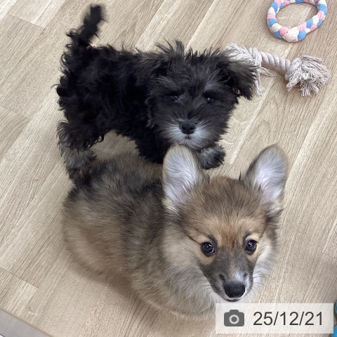 新潟県のウェルシュコーギーペンブローク (ペットプラス 新潟南店/2025年10月14日生まれ/女の子/レッドホワイト)の子犬の3枚目の画像