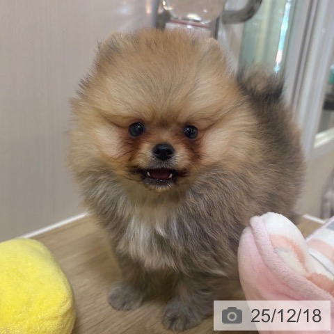 ポメラニアンの写真