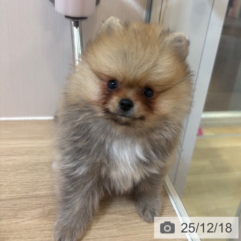 ポメラニアンの写真