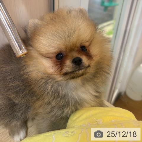 ポメラニアンの写真