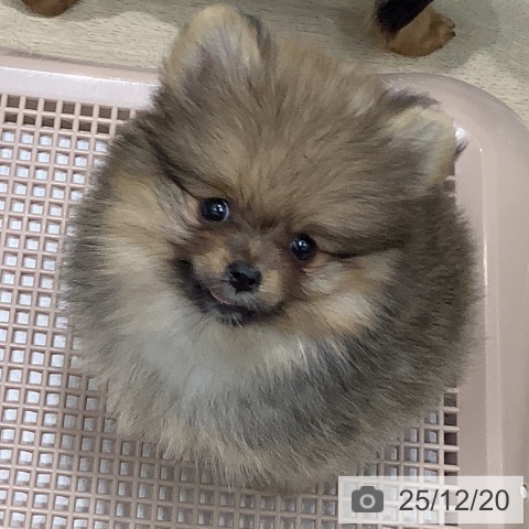 大阪府のポメラニアン (ペットプラス 鶴見店/2025年10月16日生まれ/女の子/オレンジセーブル)の子犬の4枚目の画像