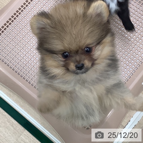 大阪府のポメラニアン (ペットプラス 鶴見店/2025年10月16日生まれ/女の子/オレンジセーブル)の子犬の3枚目の画像
