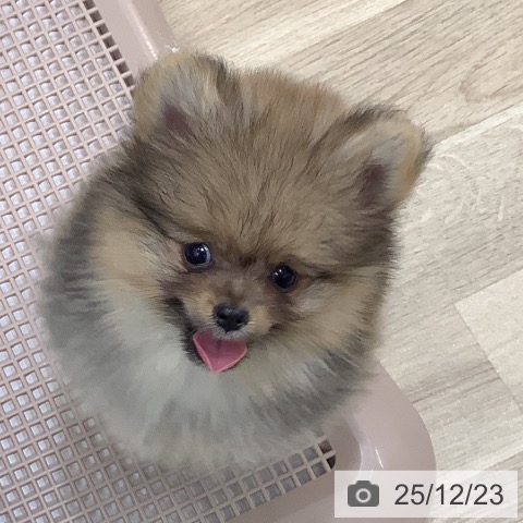 大阪府のポメラニアン (ペットプラス 鶴見店/2025年10月16日生まれ/女の子/オレンジセーブル)の子犬の3枚目の画像