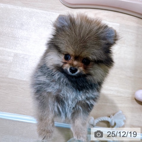 ポメラニアンの写真