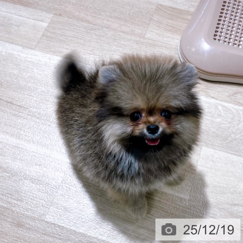 ポメラニアンの写真