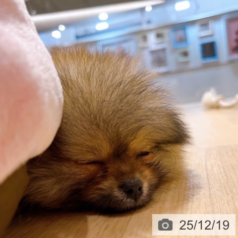 ポメラニアンの写真