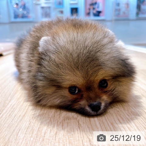 ポメラニアンの写真
