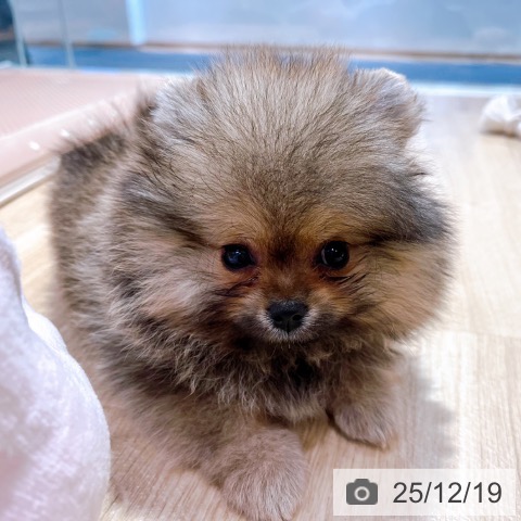 ポメラニアンの写真