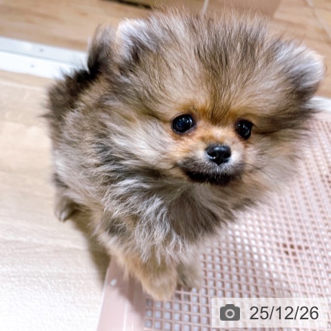 大阪府のポメラニアン (ペットプラス イオン大日店/2025年10月16日生まれ/女の子/オレンジセーブル)の子犬の3枚目の画像