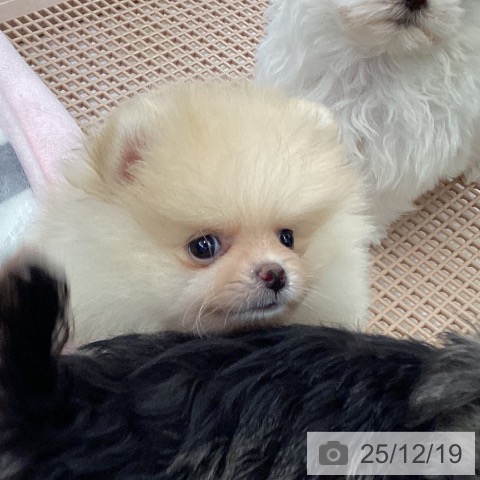 大阪府のポメラニアン (ペットプラス ららぽーと和泉店/2025年10月16日生まれ/男の子/クリーム)の子犬の4枚目の画像