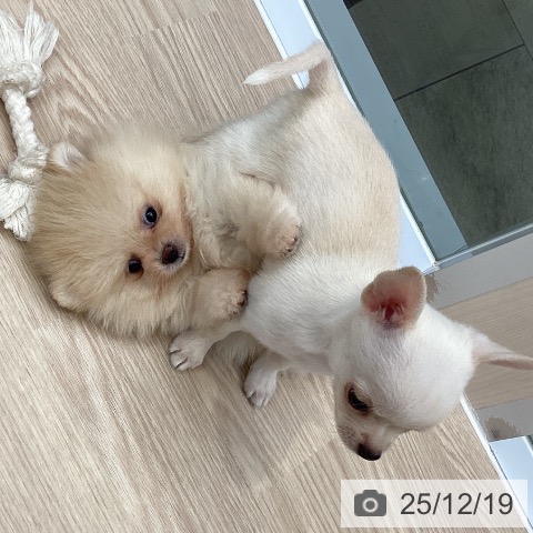 大阪府のポメラニアン (ペットプラス ららぽーと和泉店/2025年10月16日生まれ/男の子/クリーム)の子犬の3枚目の画像