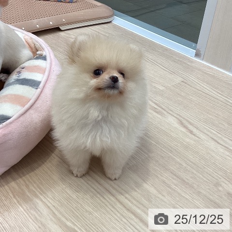 大阪府のポメラニアン (ペットプラス ららぽーと和泉店/2025年10月16日生まれ/男の子/クリーム)の子犬の3枚目の画像