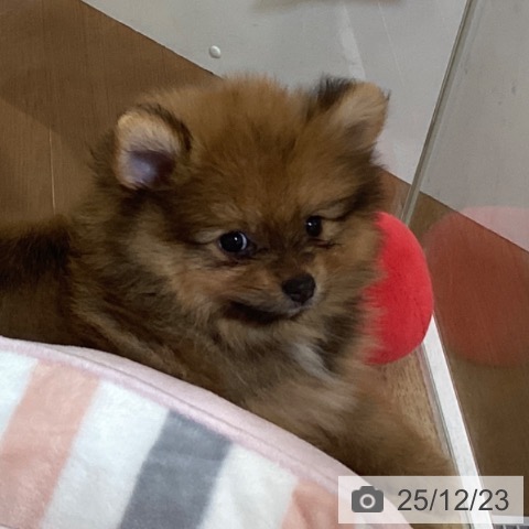 京都府のポメラニアン (ペットプラス イオンモールKYOTO店/2025年10月16日生まれ/男の子/オレンジ)の子犬の4枚目の画像