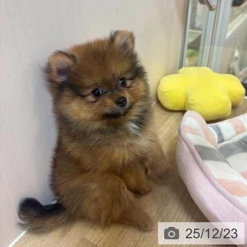 京都府のポメラニアン (ペットプラス イオンモールKYOTO店/2025年10月16日生まれ/男の子/オレンジ)の子犬の3枚目の画像