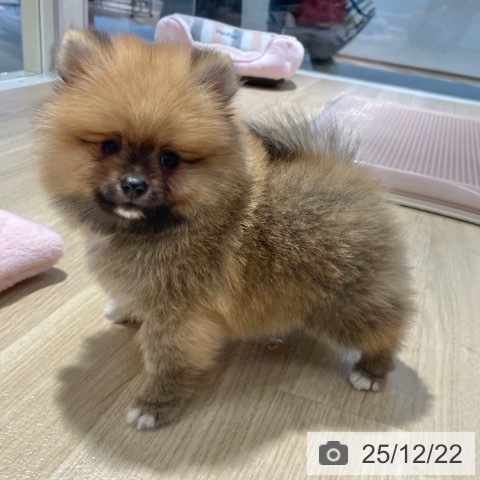 大阪府のポメラニアン (ペットプラス イオン大日店/2025年10月16日生まれ/男の子/オレンジ)の子犬の4枚目の画像