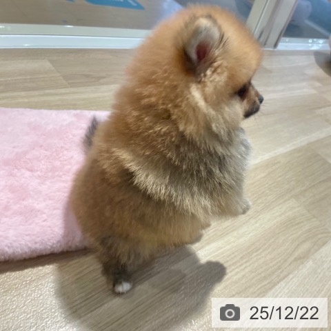 大阪府のポメラニアン (ペットプラス イオン大日店/2025年10月16日生まれ/男の子/オレンジ)の子犬の3枚目の画像