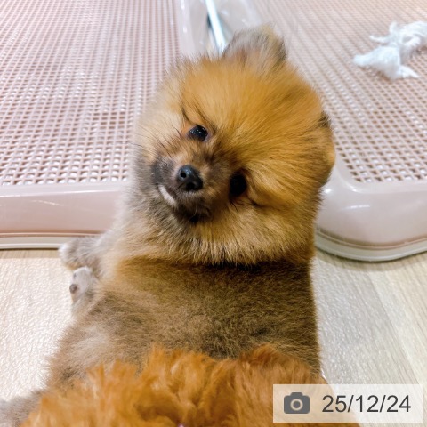 大阪府のポメラニアン (ペットプラス イオン大日店/2025年10月16日生まれ/男の子/オレンジ)の子犬の3枚目の画像
