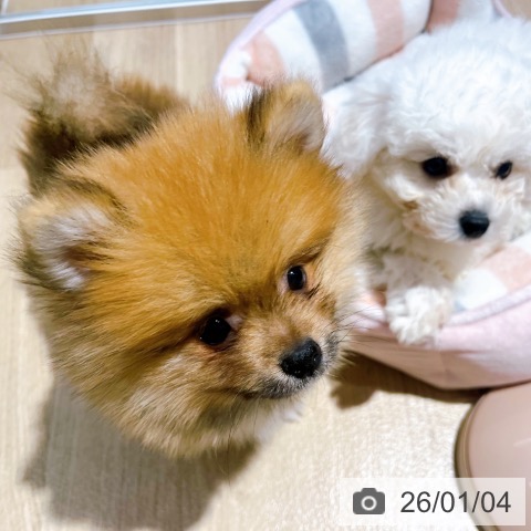 大阪府のポメラニアン (ペットプラス イオン大日店/2025年10月16日生まれ/男の子/オレンジ)の子犬の4枚目の画像
