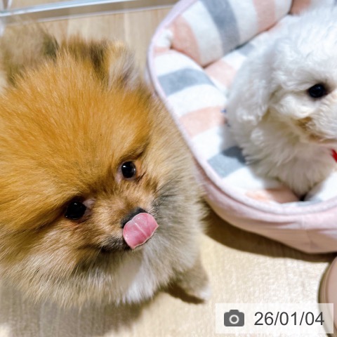 大阪府のポメラニアン (ペットプラス イオン大日店/2025年10月16日生まれ/男の子/オレンジ)の子犬の3枚目の画像