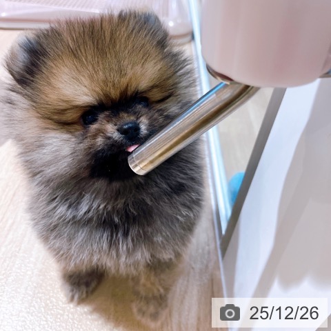 大阪府のポメラニアン (ペットプラス イオン大日店/2025年10月16日生まれ/男の子/オレンジセーブル)の子犬の3枚目の画像